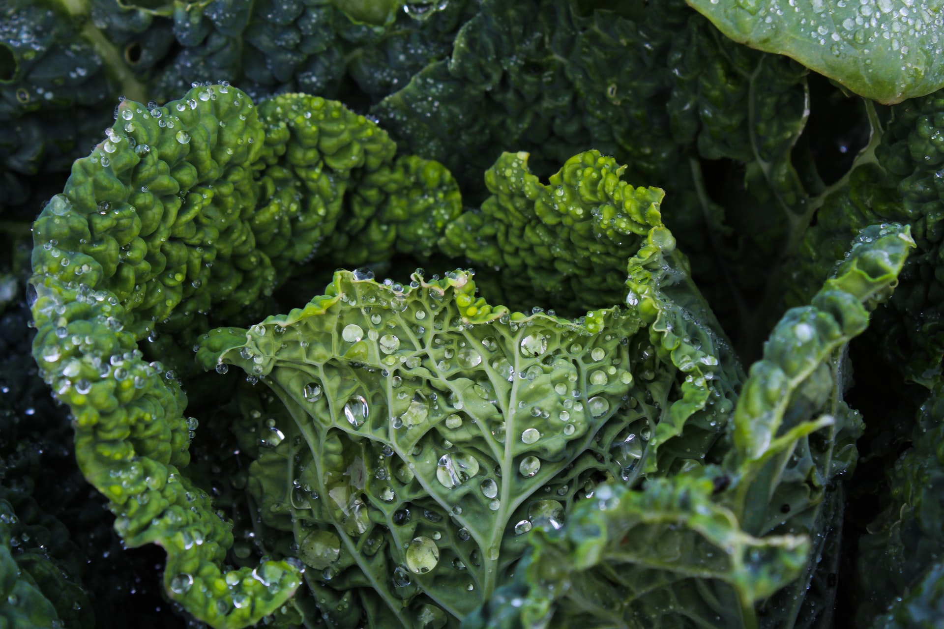 Leafy Green To Avoid On A Warfarin Diet